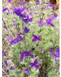 Salvia 'Blue Denim'