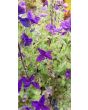 Salvia 'Blue Denim'
