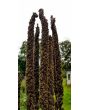 Common Mullein