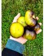 Tomato 'Xanadu Green Goddess'