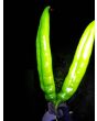 Hot Pepper ‘Big Jim Legacy’ 