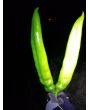 Hot Pepper ‘Big Jim Legacy’ 