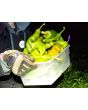 Hot Pepper ‘Big Jim Legacy’ 