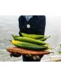 Gourd 'Sponge Luffa'