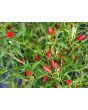 Hot Pepper ‘Thai Hot' 