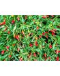 Hot Pepper ‘Thai Hot' 