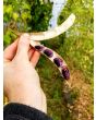 Scarlet Runner Bean