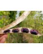 Scarlet Runner Bean