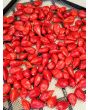 Hot Pepper ‘Inca Red Drop’ 