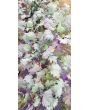 Kale 'Red Winter' Seeds (Certified Organic)