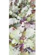 Kale 'Red Winter' Seeds (Certified Organic)