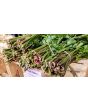 Celery 'Red Stalk' 