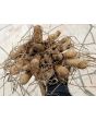 Dahlia 'Cornel Bronze' Tubers - Shipping 2025 Spring - Harvested on our Farm - USDA Certified Organic