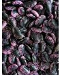 Scarlet Runner Bean