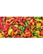 Hot Pepper ‘Red Peter’ 