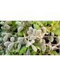 Tomato 'Wooly Kate'