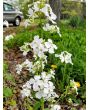 Money Plant AKA Silver Dollar 'Alba' Seeds (Certified Organic)