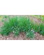 Chives, Common