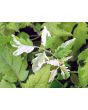 Tomato 'Variegated' AKA 'Splash of Cream'