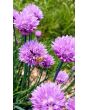 Chives, Common