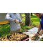 Dahlia 'Red Pompon' Tubers - Shipping 2025 Spring - Harvested on our Farm - USDA Certified Organic