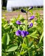 Blue Wild Indigo AKA Baptisia 