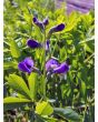 Blue Wild Indigo AKA Baptisia 