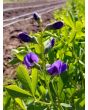 Blue Wild Indigo AKA Baptisia 