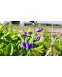 Blue Wild Indigo AKA Baptisia 