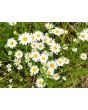 German Chamomile Seeds (Certified Organic)