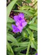 Spiderwort AKA Spider Lily, Purple