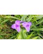 Spiderwort AKA Spider Lily, Purple