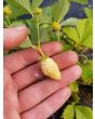 Alpine Strawberry 'White Soul' 