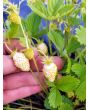 Alpine Strawberry 'White Soul' 
