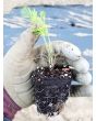 Herb 'Dill' Plants (6PK)