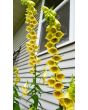 Small Yellow Foxglove