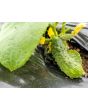 Cucumber 'National Pickling' Plants (6PK)
