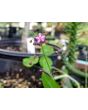 Jewels of Opar AKA Fame Flower Seeds (Certified Organic)