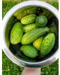 Cucumber 'National Pickling' Plants (6PK)