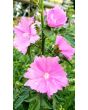 Tree Mallow 'Rosea' 