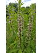 Common Motherwort Seeds (Certified Organic)