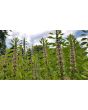 Common Motherwort Seeds (Certified Organic)