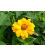 Ox-Eye Sunflower