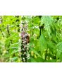 Common Motherwort Seeds (Certified Organic)