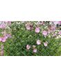 Tree Mallow 'Rosea' 