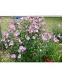 Tree Mallow 'Rosea' 
