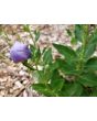 Balloon Flower 'Sentimental Blue' 