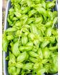 Sweet Basil 'Italian Large Leaf'