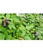 Black Raspberry Seeds (Certified Organic)
