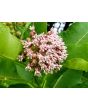 Common Milkweed